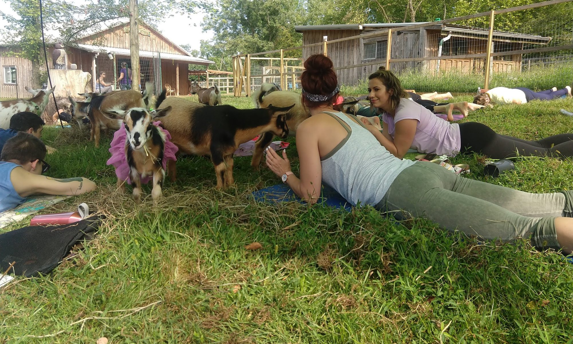 Yoga with Goats