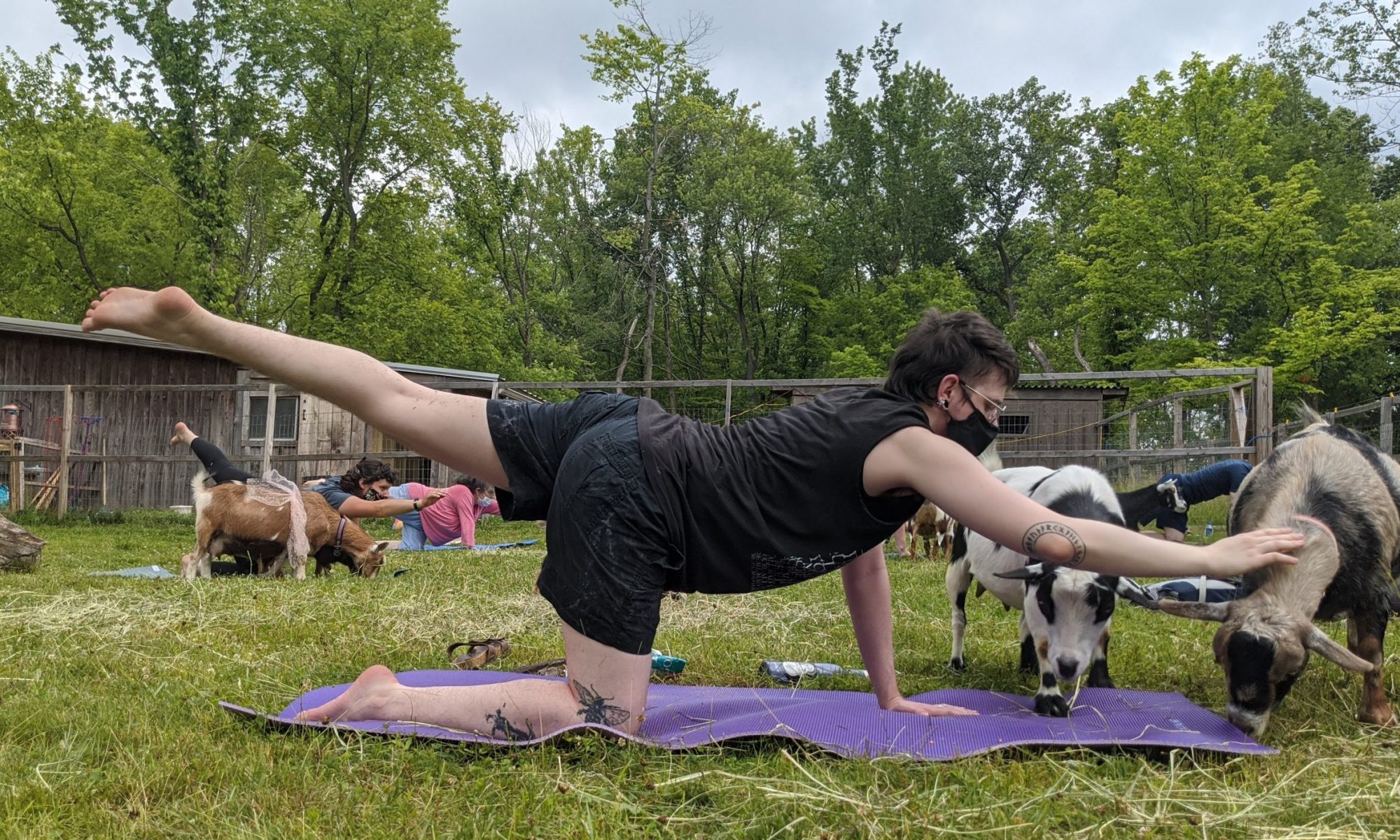 bird dog with goats